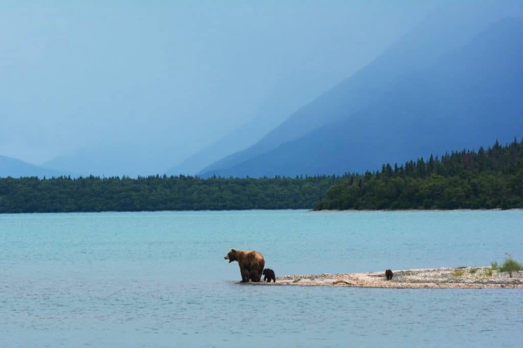 Bear and bear cubs in alaska